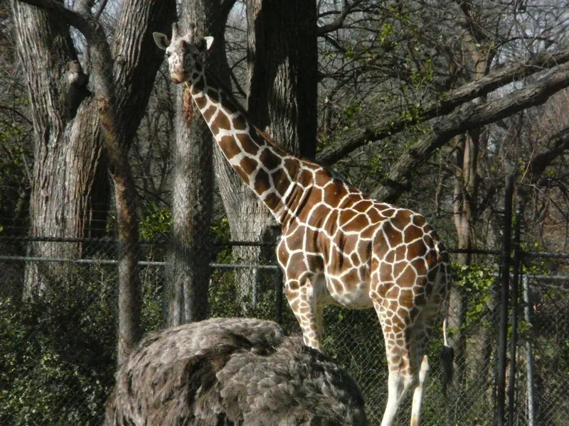 A giraffe standing among the trees at the Fort Worth Zoo
